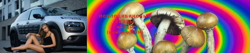 где купить наркоту  Абинск  блэк спрут онион  Псилоцибиновые грибы MAGIC MUSHROOMS 